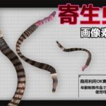 寄生虫の画像素材〜商用OK著作権フリー〜3D画像素材シリーズ