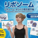 【▲20】一ノ瀬廻里 大学に進学し強豪予備校『DOPUX（ドピュックス』で生物I，IIを教える名物講師に！（Vol.006:リポソーム）
