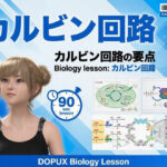 【▲20】一ノ瀬廻里 大学に進学し強豪予備校『DOPUX（ドピュックス』で生物I，IIを教える名物講師に！（Vol.025:カルビン回路）