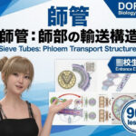 【▲20】一ノ瀬廻里 大学に進学し強豪予備校『DOPUX（ドピュックス』で生物I，IIを教える名物講師に！（Vol.028:師管）