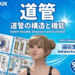 【▲20】一ノ瀬廻里 大学に進学し強豪予備校『DOPUX（ドピュックス』で生物I，IIを教える名物講師に！（Vol.029:道管）