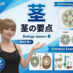 【▲20】一ノ瀬廻里 大学に進学し強豪予備校『DOPUX（ドピュックス』で生物I，IIを教える名物講師に！（Vol.031:茎）