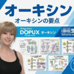 【▲20】一ノ瀬廻里 大学に進学し強豪予備校『DOPUX（ドピュックス』で生物I，IIを教える名物講師に！（Vol.039:オーキシン）