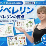 【▲20】一ノ瀬廻里 大学に進学し強豪予備校『DOPUX（ドピュックス』で生物I，IIを教える名物講師に！（Vol.041:ジベレリン）