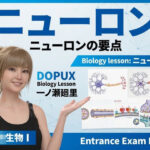 【▲20】パンチラガチャ★一ノ瀬廻里 大学に進学し強豪予備校『DOPUX（ドピュックス』で生物I，IIを教える名物講師に！（Vol.046:ニューロン）