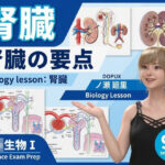 【▲20】パンチラガチャ★一ノ瀬廻里 大学に進学し強豪予備校『DOPUX（ドピュックス』で生物I，IIを教える名物講師に！（Vol.053:腎臓）