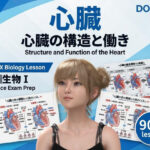 【▲20】パンチラガチャ★一ノ瀬廻里 大学に進学し強豪予備校『DOPUX（ドピュックス』で生物I，IIを教える名物講師に！（Vol.055:心臓）