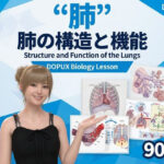 【▲20】パンチラガチャ★一ノ瀬廻里 大学に進学し強豪予備校『DOPUX（ドピュックス』で生物I，IIを教える名物講師に！（Vol.056:肺）